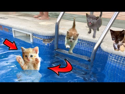 ¿Lindo gatito bebe se hunde en el agua de la piscina? Videos de gatitos graciosos en español