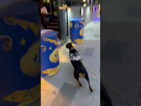 Yıllar sonra mekanına gelen Doberman 😱😅 #köpek #doberman