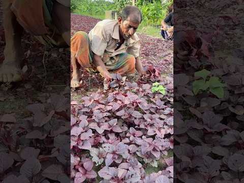 এক বিঘা জমিতে প্রায় ৬০ হাজার টাকার লালশাক বিক্রি করবে কৃষক ভাই #farmers #agriculture