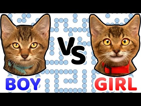 GIRL vs BOY. Who is smarter?
