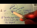 Understanding Proportions and Inferences