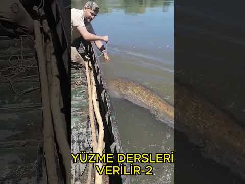 YÜZME DERSİ VERİLİR-2 (YAYIN BALIK AVI) SERPME İLE BALIK AVI