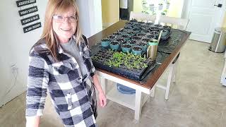 HOW TO: SEPARATE AND TRANSPLANT CELERY seedlings. TRANSPLANTING PEPPERS.  UPDATE ON NUTRITOWER