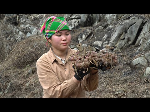 First time planting ginseng, fixing the chicken net and catching the ones outside.