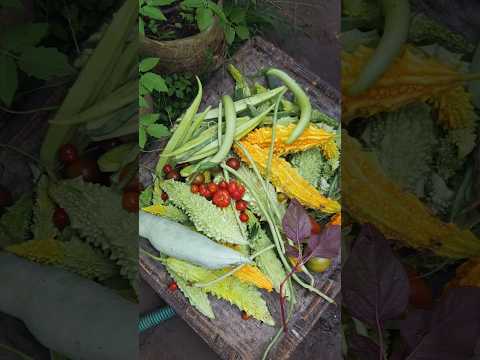 ഇന്നാണാ സുദിനം🫛🥕🍅🍆 #shorts #farming #vegetables #harvest #malayalam