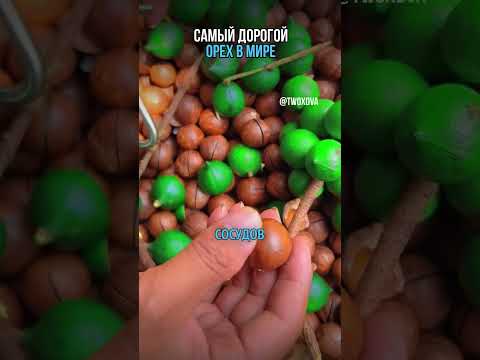Самый дорогой орех в мире