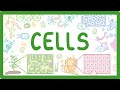 Understanding Cells: Structures and Functions