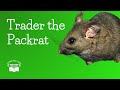 Rodent Behavior and Characteristics