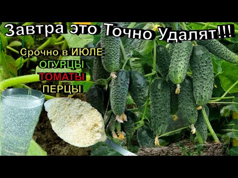 ЭТО ЧУДО! в ИЮЛЕ  огурцы, томаты, перцы НАЧНУТ СИЛЬНО ПЛОДОНОСИТЬ