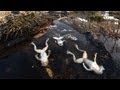 Amphibian Decline and Conservation Issues