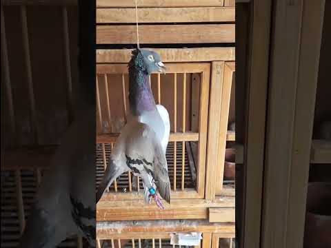 Beware for your loving birds! #pigeon #birds