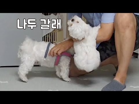 SUB) 엄마따라 산책가고 싶어서 난리가 났어요