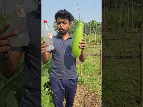 কি হবে যদি একটি লাউ কে কোকা কোলার বোতলে রাখা হয় | 🥒🧋 | #bengaliminivlog #minivlog #vlog