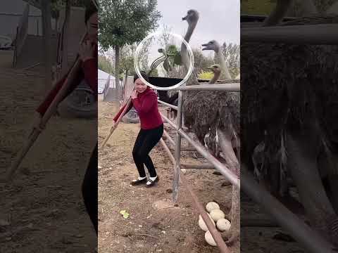 Bagaimana China Beternak Burung Unta🦃