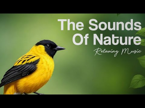 Relaxing Nature Sounds For Sleeping | Relaxing Water Sounds | Forest Relaxing Music For Meditation