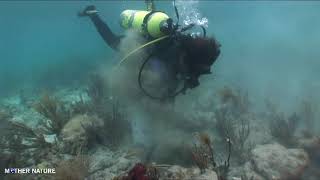 Coral reef restoration at Biscayne National Park, Florida