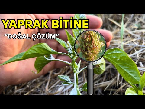 Zehirsiz Çözüm: Yaprak bitleri  Pekmez Toprağı ile 2 günde Yok Oluyor