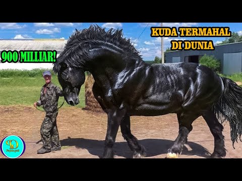 KUDA CANTIK DENGAN HARGA  SELANGIT - 7 KUDA TERMAHAL DI DUNIA