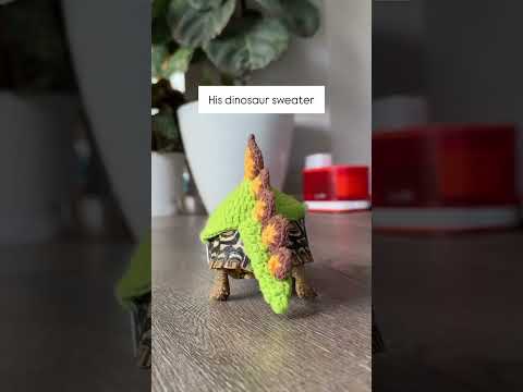 Which is one of your favorite things? 🥰 #babyanimals #petsofyoutube #turtle