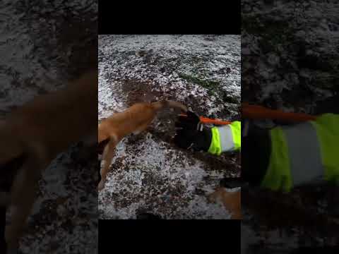 Biker Gets Attacked By Dogs 🐕😳 #shorts