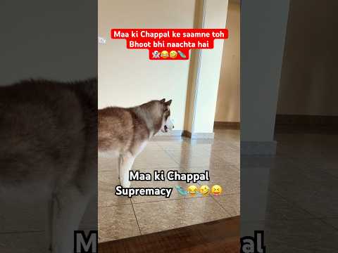 Maa ki chappal ka khauf🩴😂👻 #husky #dogmemes #funny
