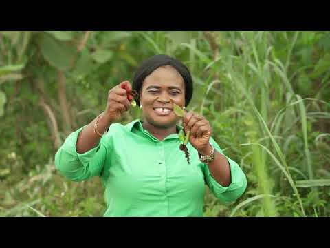 YouTube video thumbnail: Teak Trees do More Than Beautify our Landscapes