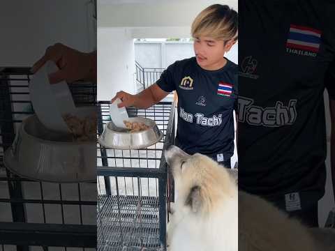 เมื่อลองให้บูก้ากินทูน่ากับไข่ #ความรู้สึก #อยากกิน #ฝากติดตาม #ช่องยูทูป #บูก้า #เอ็นจอยคับผม