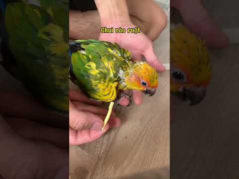 Rất nguy hiểm cho vẹt khi dùng ống luồn thức ăn #pets #chimcanh #parrot #xuhuong #vet