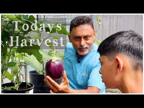 Today's Garden Harvest | Harvesting Veggies At Home