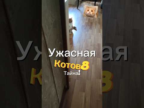 Ужасная тайна Котов 8 #vladkaba