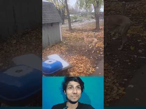 dog ने चिड़िया को पकड़ के अच्छा किया