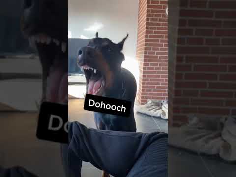Diskussion mit Dobermann Reav