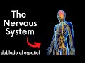 Understanding the Nervous System