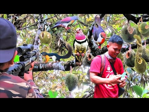 BERBURU TUMBANG KAN 2 EKOR BURUNG PUNAI JUMBO DAN 6 EKOR HAMA PERUSAK BUAH DURIAN (predator bocap)