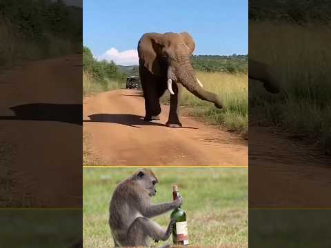 போதையில் தள்ளாடும் 🤣 முரட்டு 🤔 பயல்வோ tamil wildlife #tamilshorts