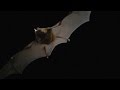 Bats and Their Echolocation Adaptations