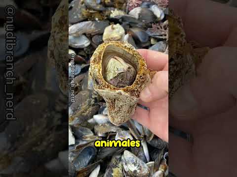 Percebes: parásitos marinos que perturban el transporte marítimo y los animales marinos#shorts