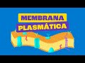 Plasma Membrane Functions and Structures
