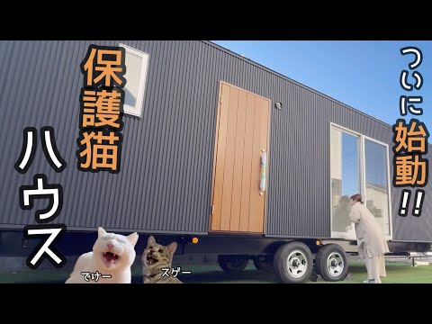 【夢】猫のために、保護猫シェルター建ててみた。