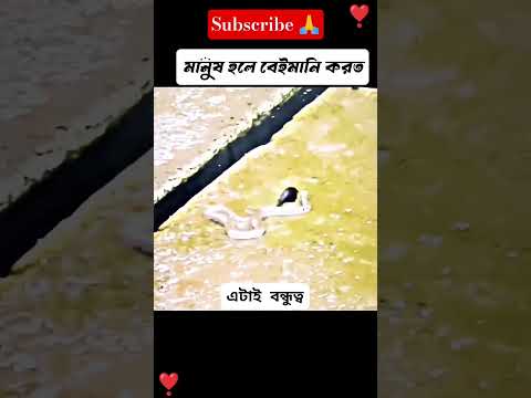 bulbuli || āĻŦā§āϞāĻŦā§āϞāĻŋ || #life #āϏāĻŦ #lyrics #lyricvideo #lyricsstatus #caption #teanding #shorts #viral.