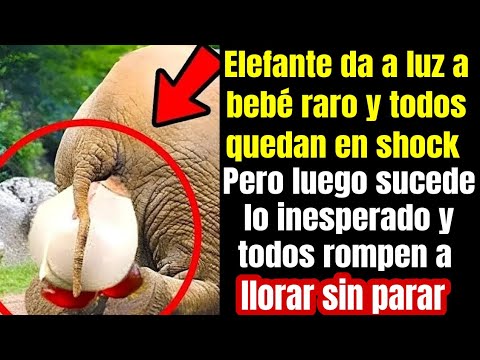 Elefante da a luz a bebé raro y todos quedan aterrados con lo que sucedió después.