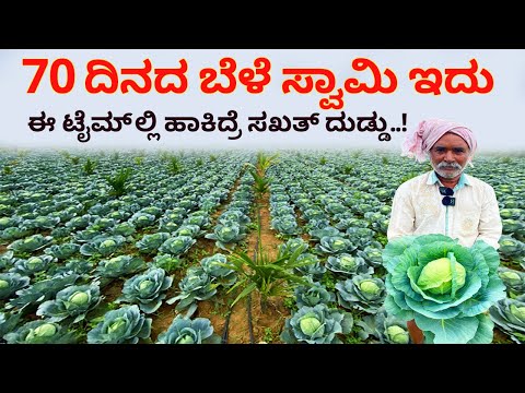 70 ದಿನದ ಬೆಳೆ ಸರ್ ಇದು ಆದ್ರೆ | Cabbage Farming in Karnataka | farming business ideas elekosu #kannada