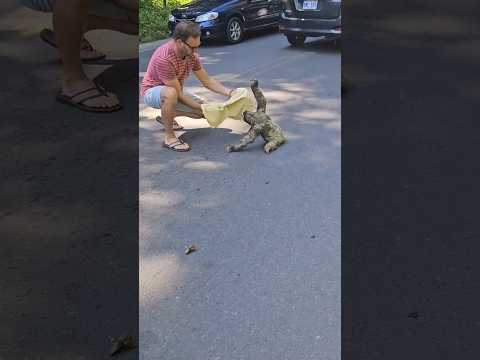 This man saved sloth life from the danger ? #shorts