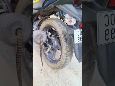 Snake 🐍 hide inside motorcycle /bike  silencer, #snake #trending #shortsfeed