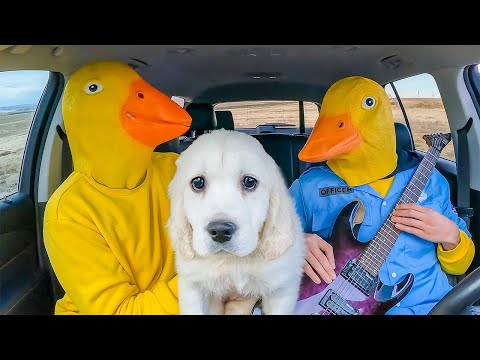 Rubber Ducky Surprises Puppy and Police with Car Ride Chase!