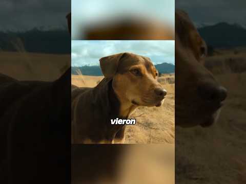 Perro perdido vuelve a casa tras dos años #viralvideo #peliculas