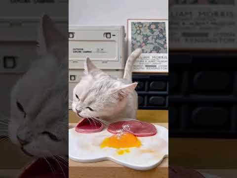 ๐พ This Cat Eats Raw Meat & Egg Yolk Like a Champ! ๐๐ฅ๐ป #cat, #shorts