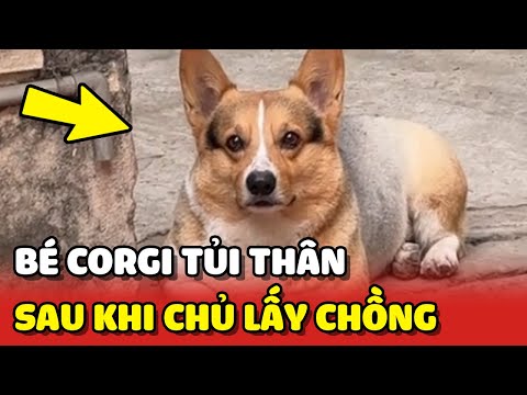 Corgi Vin tủi thân vì cuộc sống thay đổi sau khi chị chủ lấy chồng