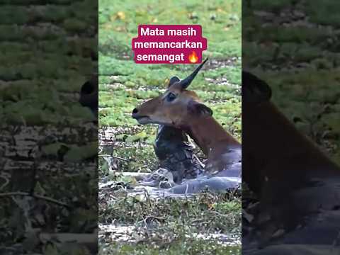 walau detik ajal sudah dekat, semangat kijang tetap membara
