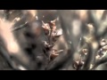 Resurrection Plant Survival Mechanisms